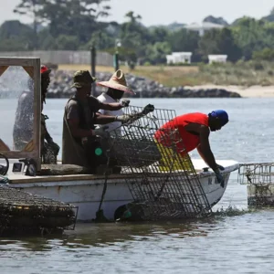African-American fishermen in a boat work on oyster aquaculture cages.